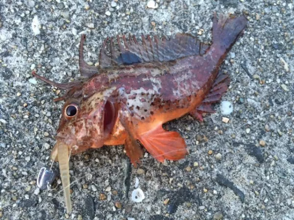 海で釣れる注意すべき毒魚10種と危険生物たち