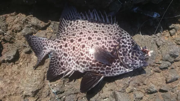 海で釣れる注意すべき毒魚10種と危険生物たち