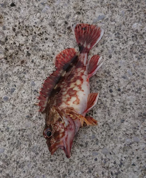 愛媛県[有津港]の釣果/カサゴ/18cm