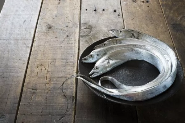 旬の魚を味わおう！防波堤からのタチウオ釣り