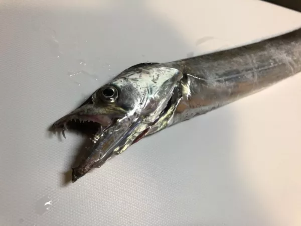 福岡県[室見川河口]の釣果/太刀魚/52cm