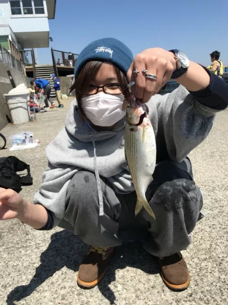 神奈川県[本牧海釣り施設]の釣果/コノシロ/20cm
